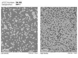 ATCC THP-1, Acute Monocytic Leukemia, Frozen, Quantity: Each of 1