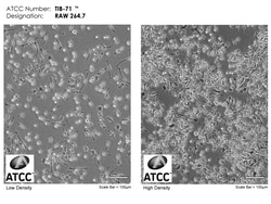 ATCC Mus musculus, Quantity: Each of 1