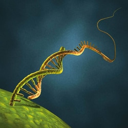 Miltenyi Biotec, Inc.&nbsp;StemMACS Lin28 mRNA, human