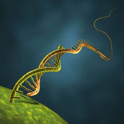 Miltenyi Biotec, Inc.&nbsp;StemMACS Lmx1a mRNA, human