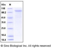 Sino Biological Recombinant Mouse VE-Cadherin Protein (His Tag), Quantity: