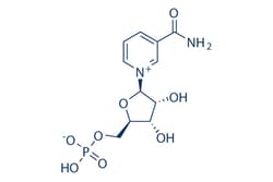 Selleck Chemical LLC -Nicotinamide Mononucleotide 25mg 1094-61-7, Quantity: