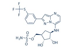 Selleck Chemical LLC TAK-243 (MLN7243) 2mg 1450833-55-2, Quantity: Each