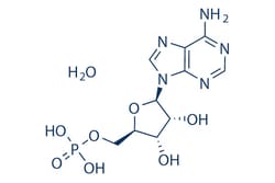 Selleck Chemical LLC Adenosine 5'-monophosphate monohydrate 25mg 18422-05-4