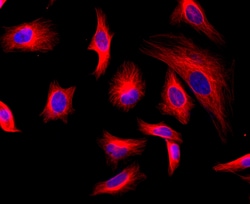 Aat Bioquest iFluor 532 succinimidyl ester, Quantity: Each of 1