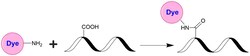 Aat Bioquest&nbsp;iFluor&trade; 750 amine