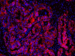 Aat Bioquest ReadiLink™ Rapid iFluor™ 555 Antibody Labeling Kit *Microscale Optimized for Labeling 50 µg Antibody Per Reaction*