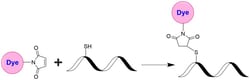 Aat Bioquest&nbsp;Tide Quencher&trade; 3 maleimide [TQ3 maleimide]