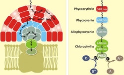 Aat Bioquest PE [R-Phycoerythrin] *CAS 11016-17-4*, Quantity: Each of 1