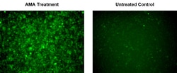 Aat Bioquest Cell Meter Fluorimetric Mitochondrial Superoxide Activity
