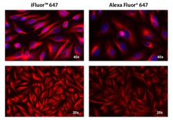 Aat Bioquest iFluor 647 goat anti-mouse IgG (H+L), Quantity: Each of 1