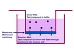 Bioassay Systems Parallel Artificial Membrane Permeability Assay (PAMPA) Kit. For assess gastrointestinal (GI) membrane permeability of test compounds.