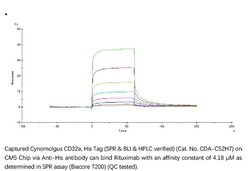ACROBiosystems ACROBiosystems Cynomolgus Fc gamma RIIA / CD32a Protein,