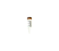Zymo Research Corporation ZymoBIOMICS Spike-in Control I (High Microbial
