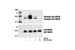 Cell Signaling Technology U0126, Chemical Modulator, MEK1/2 Inhibitor, 5 mg | Buy Online | Cell Signaling Technology | Fisher Scientific