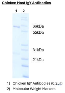 Immunology Consultants FITIC Conjugated Chicken anti-C-Myc Antibody, 0.1
