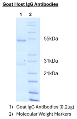 Immunology Consultants Biotin Conjugated Goat anti-Human IgE Antibody,