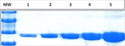 Abcam InstantBlue Coomassie Protein Stain (ISB1L), Quantity: Each of 1