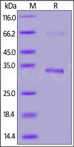 ACROBiosystems 100UG 2019-NCOV COVID-19 ENV, Quantity: Each of 1