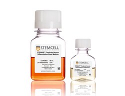 STEMCELL Technologies STEMdiff Forebrain Neuron Differentiation Kit, Size: