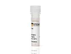 STEMCELL Technologies Recombinant B18R Protein, Size: 500 µg, Quantity: