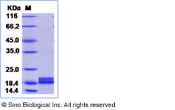 Sino Biological Mouse PLA2G2A Protein (His Tag) 50ug, Quantity: Each of