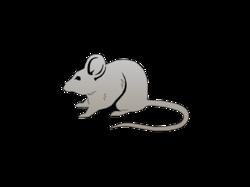 Innovative Research Inc Innovative Grade US Origin Mouse CD1 Heart