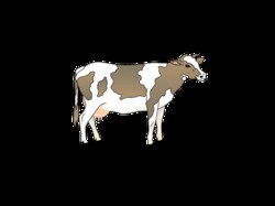 Innovative Research Inc Innovative Grade US Origin Bovine Vitreous Humor