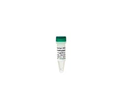 Zymo Research Corporation Human WGA Non-Methylated DNA (5 μg / 20 μl),