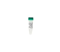 Zymo Research Corporation&nbsp;Human WGA Methylated DNA (5 μg / 20 μl)