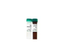 Zymo Research Corporation ZymoTaq qPCR Premix (200 Rxns), Quantity: Each