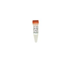 Zymo Research Corporation ZR 100 bp DNA Marker™ (200 μg / 400 μl)