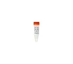 Zymo Research Corporation ZR 100 bp DNA Marker™ (50 μg / 100 μl)
