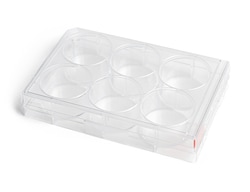 STEMCELL Technologies CellAdhere Collagen I-Coated, 6-Well Flat-Bottom