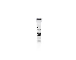 Vector Laboratories Streptavidin, Agarose, 2 ml A-3100-1, Quantity: Each