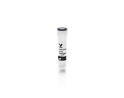 Vector Laboratories Goat Anti-Cat IgG Antibody (H+L), Biotinylated, 1.5mg,