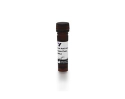 Vector Laboratories Goat Anti-Human gamma chain FL CI-3060-.5, Quantity: