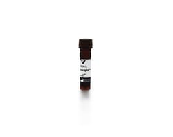 Vector Laboratories Succinylated WGA, Biotinylated    DL-1067-1