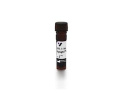 Vector Laboratories GSL II, BSL II, Biotinylated DL-1208-.5, Quantity: