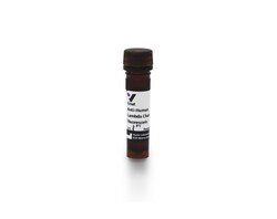 Vector Laboratories Goat Anti-Human κ Chain, AMCA FI-3070-.5, Quantity: