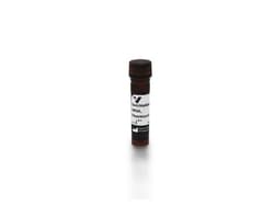 Vector Laboratories Succinylated Wheat Germ Agglutinin (WGA), Fluorescein, 5mg