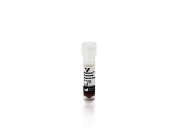 Vector Laboratories&nbsp;MagnaLINK Streptavidin Magnetic Beads 1ml