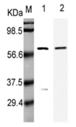 AdipoGen anti-Listeria monocytogenes p60, mAb (P6007) (100 µg), Quantity: