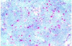 AdipoGen anti-FOXP3 (mouse), mAb (MF333F) (100 µg), Quantity: Each of 1