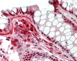 AdipoGen anti-Nampt (Visfatin/PBEF), mAb (OMNI379) (50 µg), Quantity: Each