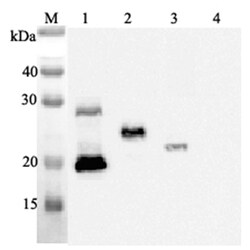 AdipoGen anti-IL-33, mAb (IL33068A) (100 µg), Quantity: Each of 1