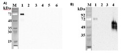 AdipoGen anti-DLK1 (mouse), mAb (PF105B) (100 µg), Quantity: Each of 1