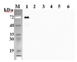 AdipoGen anti-DLK1 (mouse), mAb (PF183E) (100 µg), Quantity: Each of 1