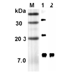 AdipoGen anti-RELM-alpha (rat), mAb (RREL 803) (50 µg), Quantity: Each