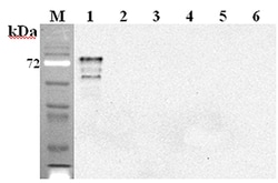AdipoGen anti-DLL1 (mouse), mAb (D1L357-1-4) (100 µg), Quantity: Each of